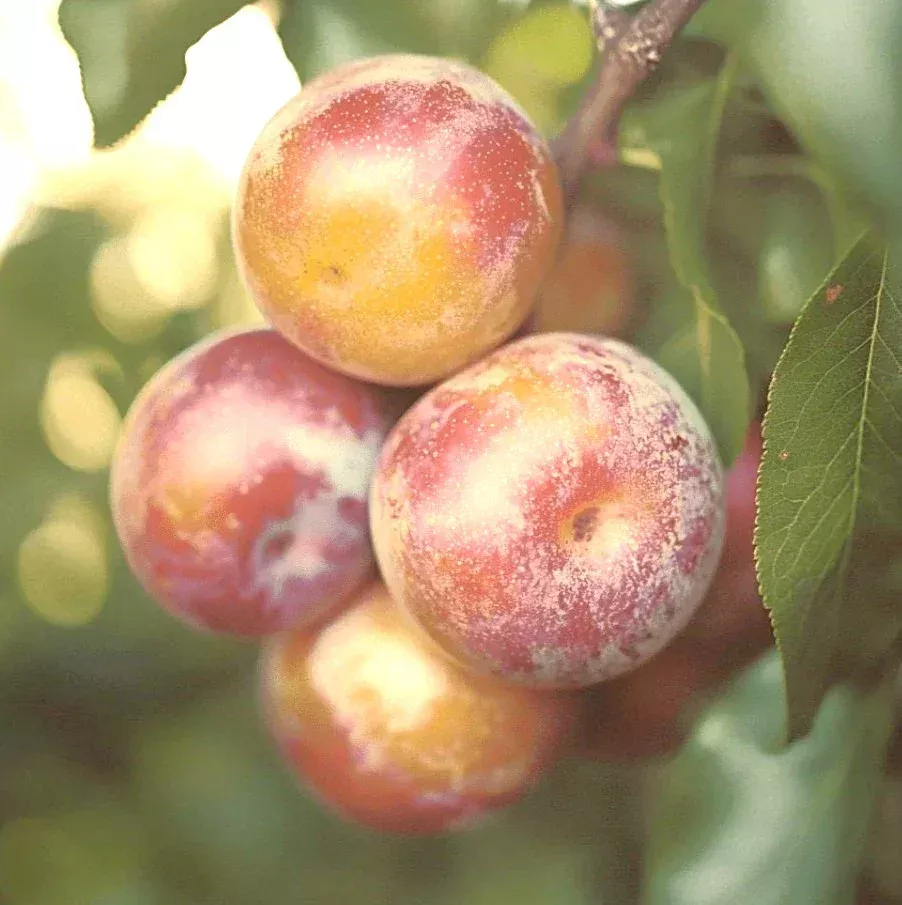 dapple-supreme-pluot-tree Dapple Supreme Pluot Tree