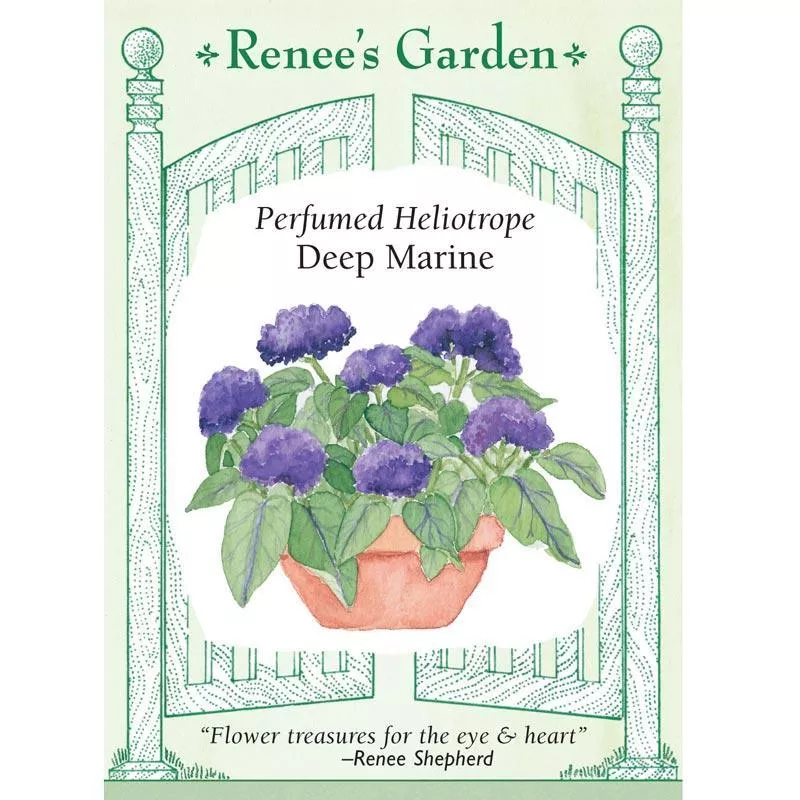 deep-marine-perfumed-heliotrope-seeds ‘Deep Marine’ Perfumed Heliotrope Seeds