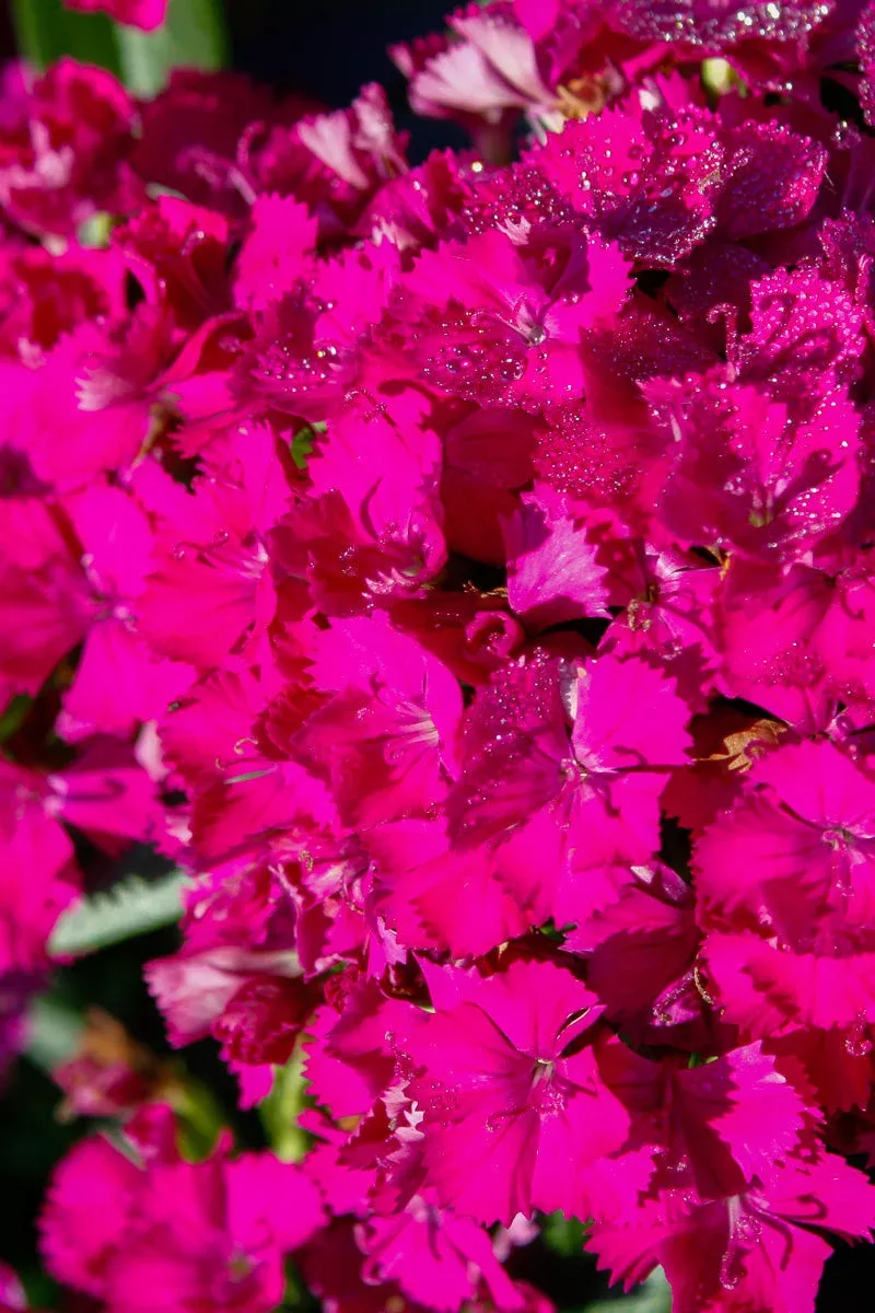 dianthus-jolt-purple Dianthus, Jolt Purple