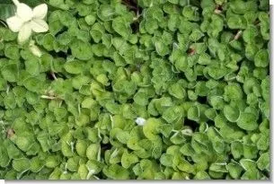 dichondra-seed-dichondra-repens-ground-cover Dichondra Seed (Dichondra Repens) Ground Cover