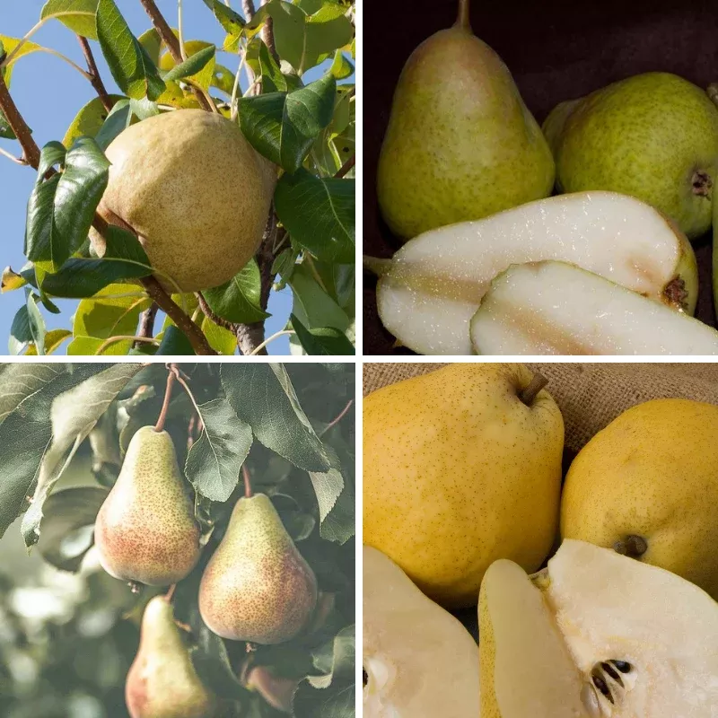 disease-resistant-pears-4-on-1-multi-grafted-fruit-tree Disease Resistant Pears, 4 on 1 Multi Grafted Fruit Tree