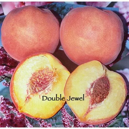 double-jewel-peach-tree Double Jewel Peach Tree