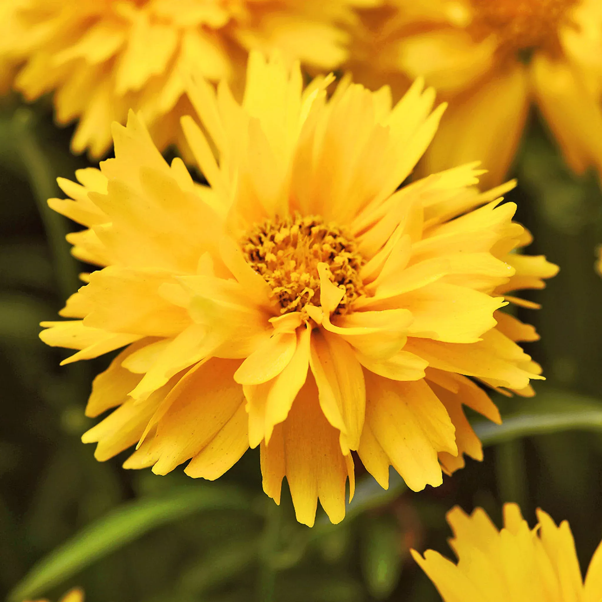 double-sun-coreopsis-seeds Double The Sun Coreopsis Seeds