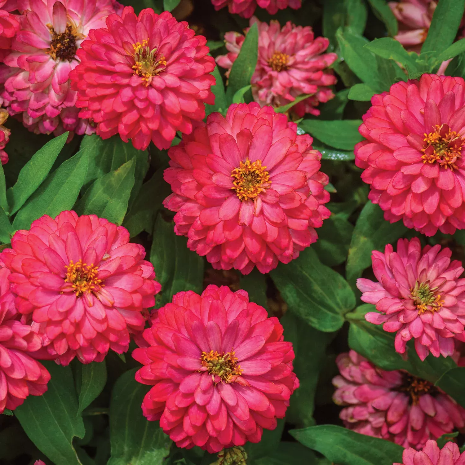 double-zahara-salmon-zinnia-seeds Double Zahara Salmon Zinnia Seeds