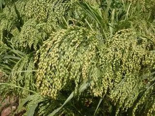 dove-proso-millet-seed Dove Proso Millet Seed