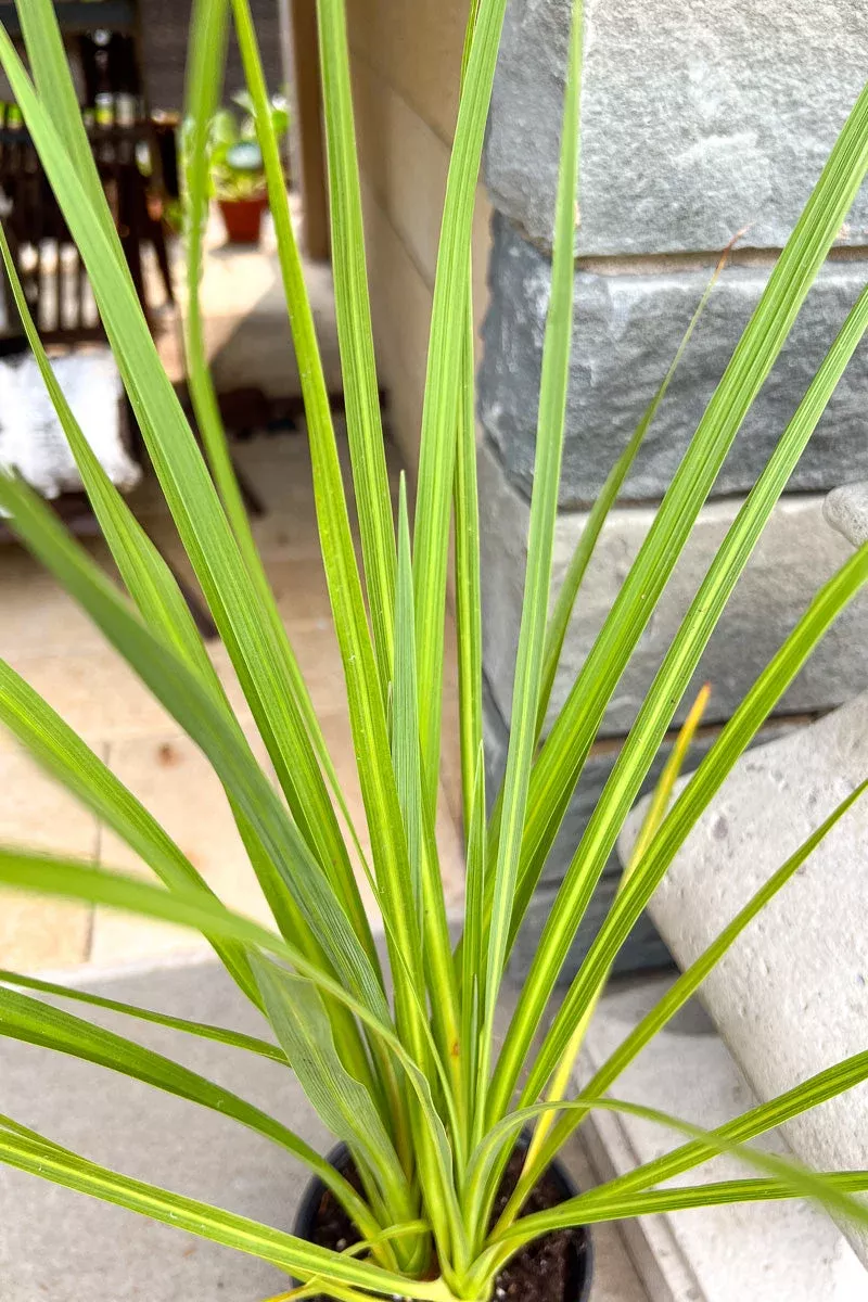 dracaena-spike-green Dracaena, Spike Green
