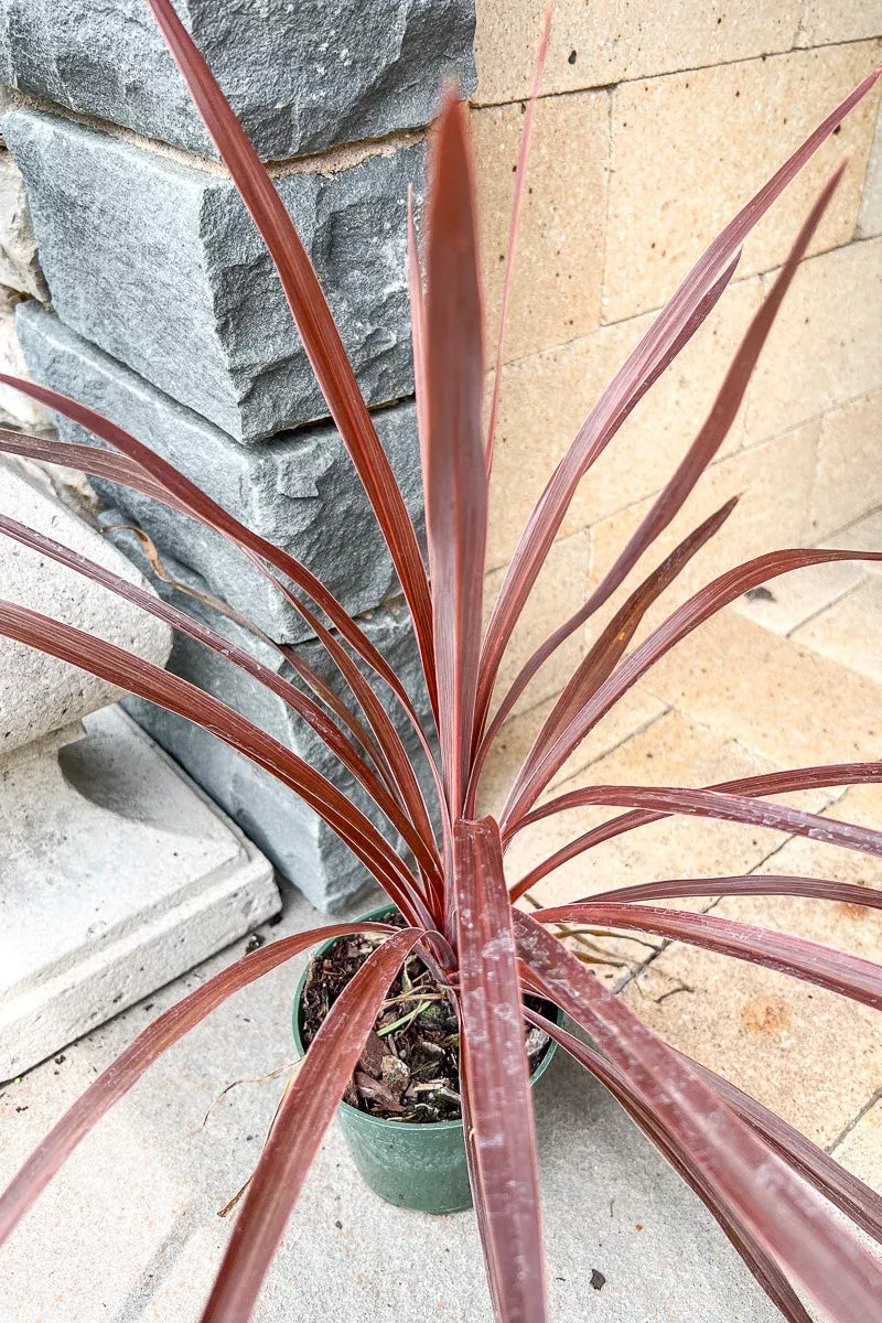dracaena-spike-red Dracaena, Spike Red