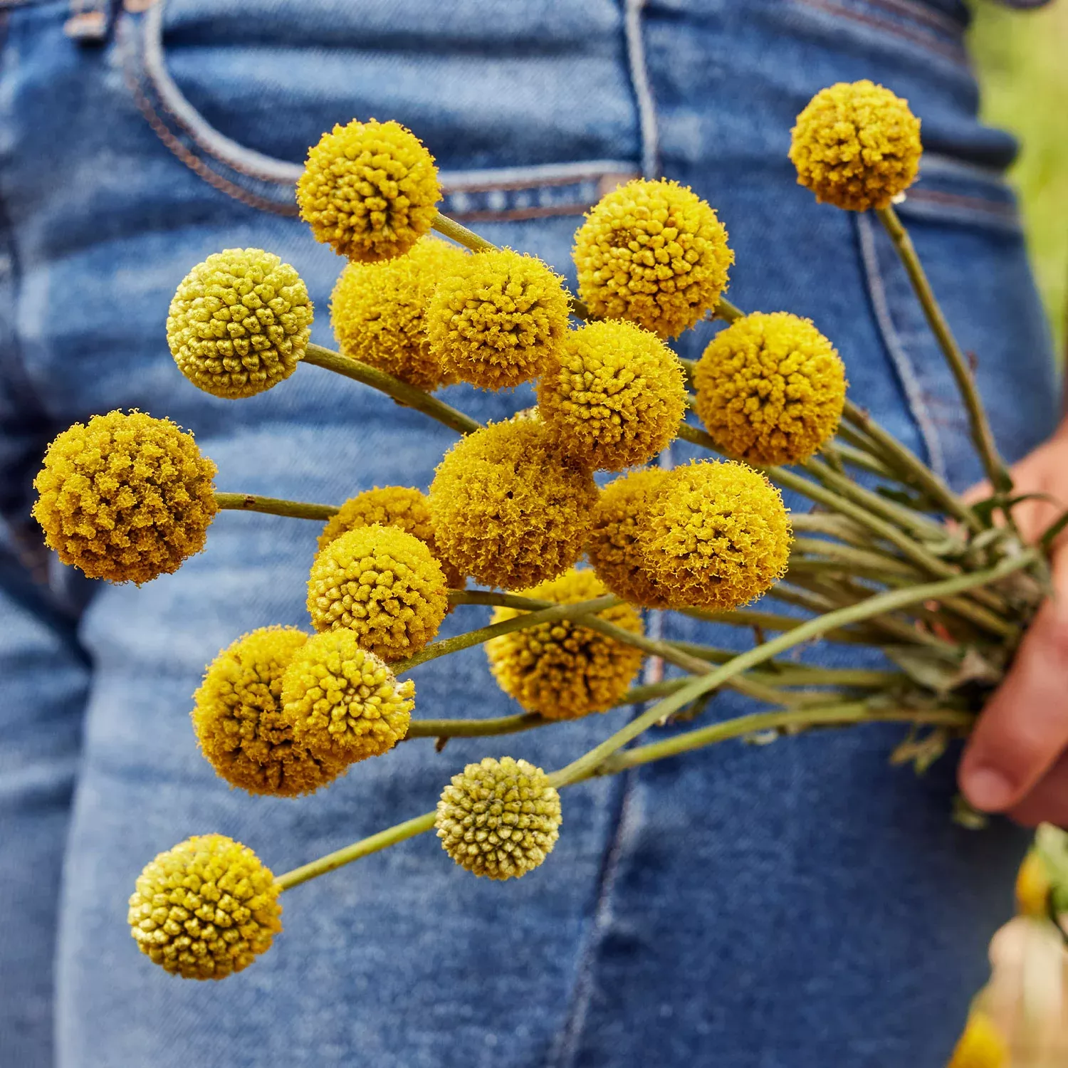 drumstick-craspedia-seeds-plants Drumstick Craspedia Seeds & Plants
