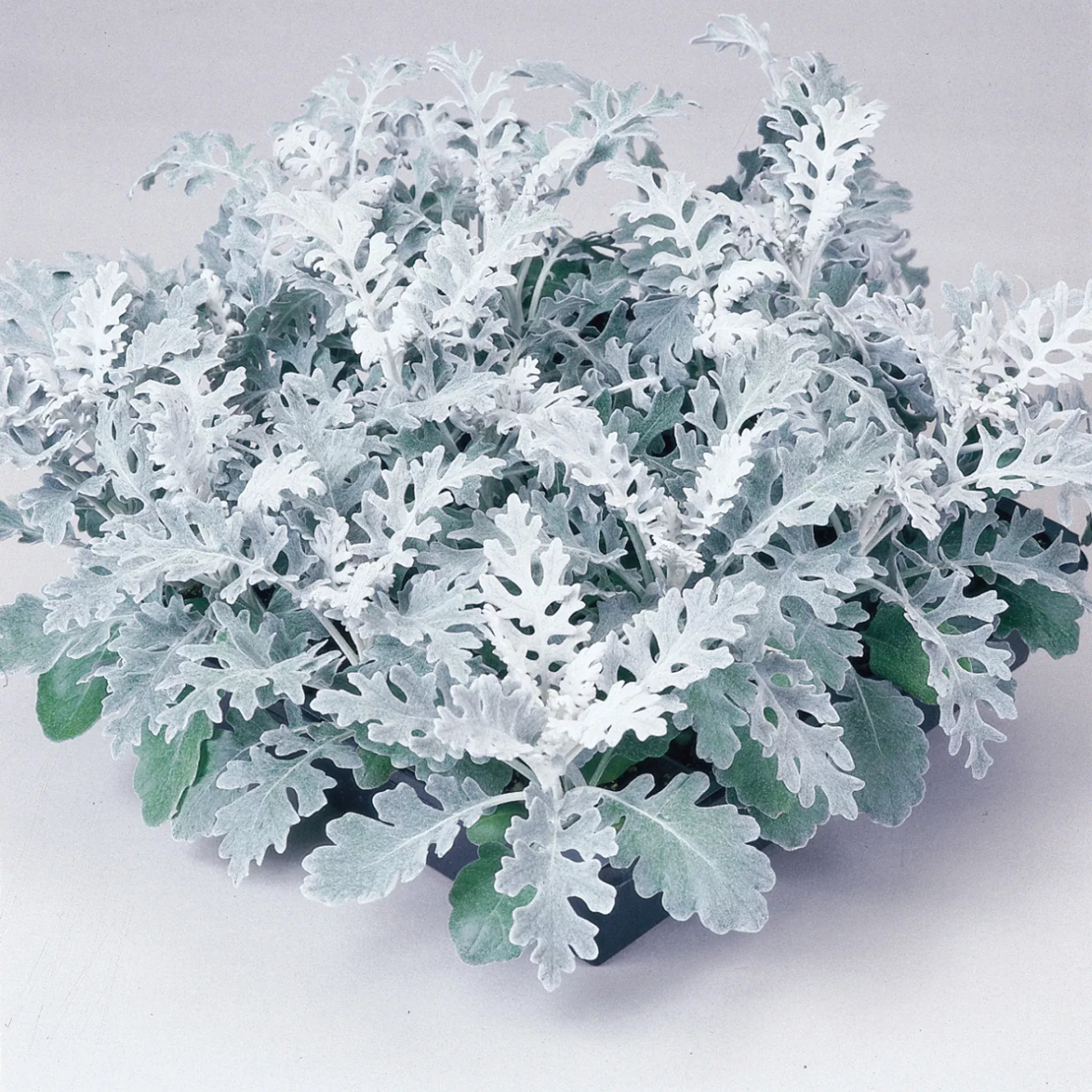 dusty-miller-silver-dust Dusty Miller Silver Dust