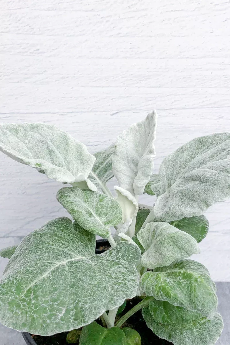 dusty-miller Dusty Miller