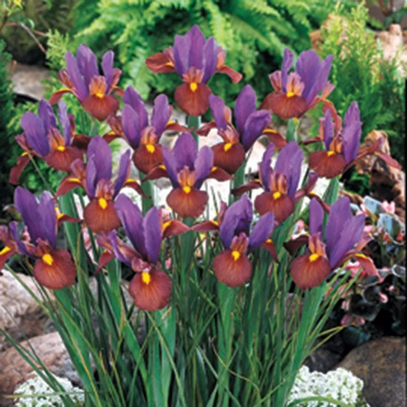 dutch-iris-eye-tiger-12-pk Dutch Iris Eye of The Tiger (12/pk)