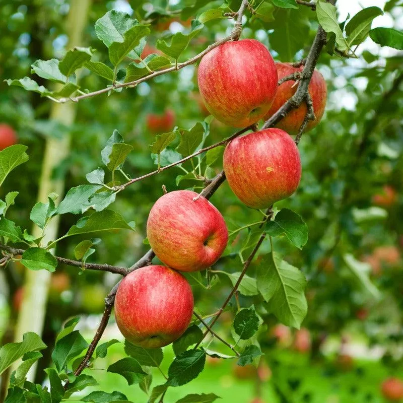 dwarf-fuji-apple-tree Dwarf Fuji Apple Tree
