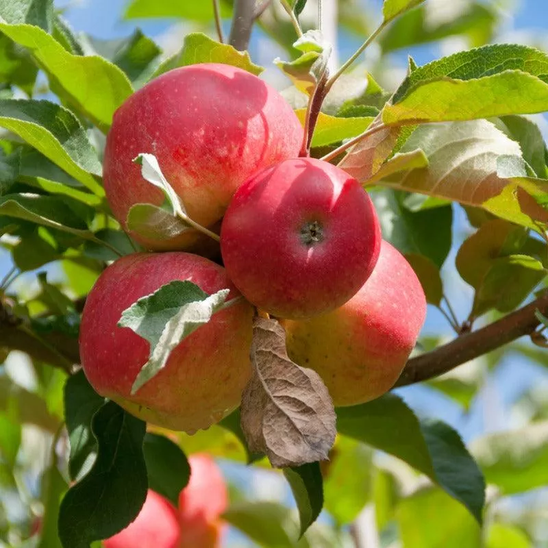 dwarf-gala-apple-tree Dwarf Gala Apple Tree
