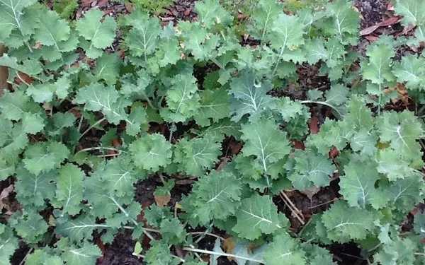 dwarf-siberian-improved-kale-seed Dwarf Siberian Improved Kale Seed