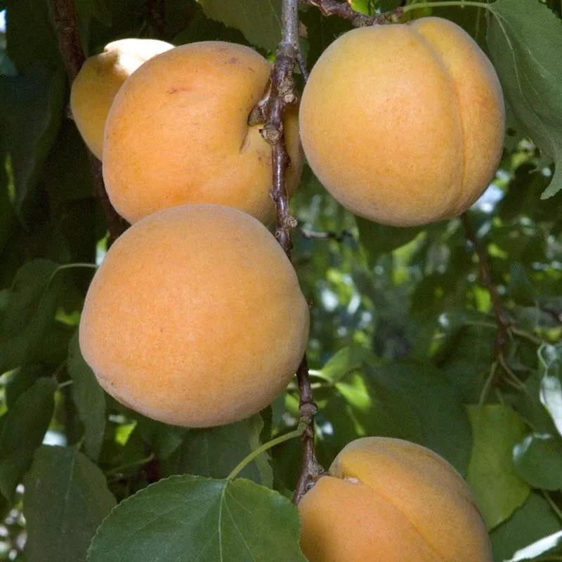 earli-autumn-apricot-tree Earli Autumn Apricot Tree