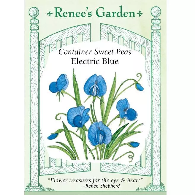 electric-blue-container-sweet-pea-seeds ‘Electric Blue’ Container Sweet Pea Seeds