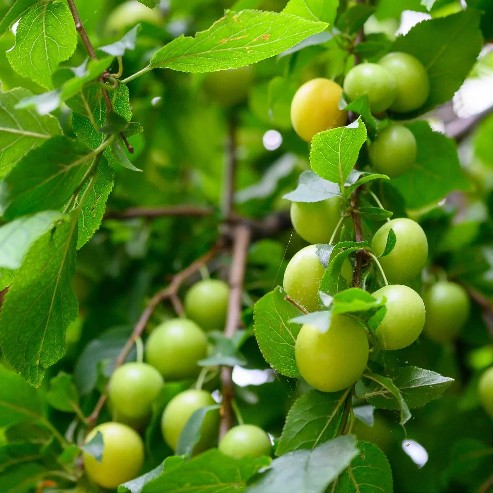 emerald-beaut-plum-tree Emerald Beaut Plum Tree