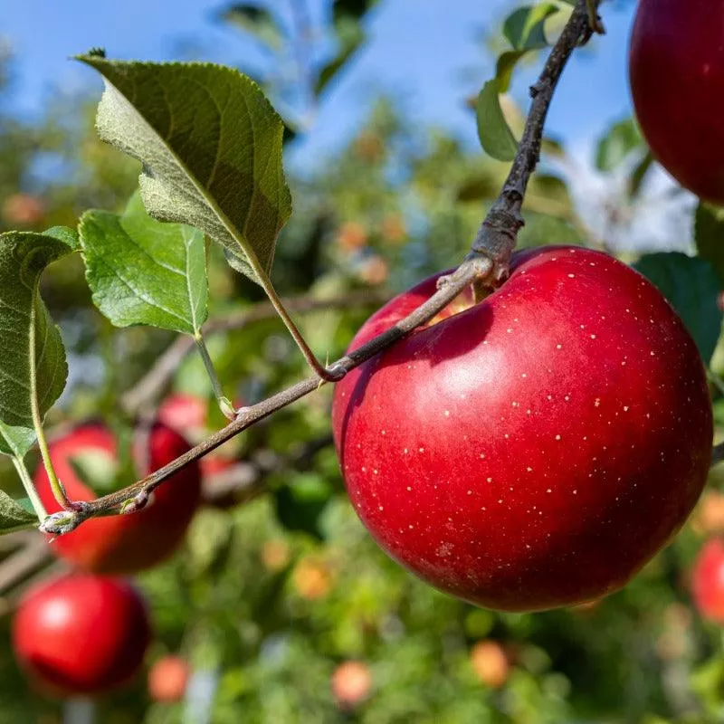Empire Apple Tree