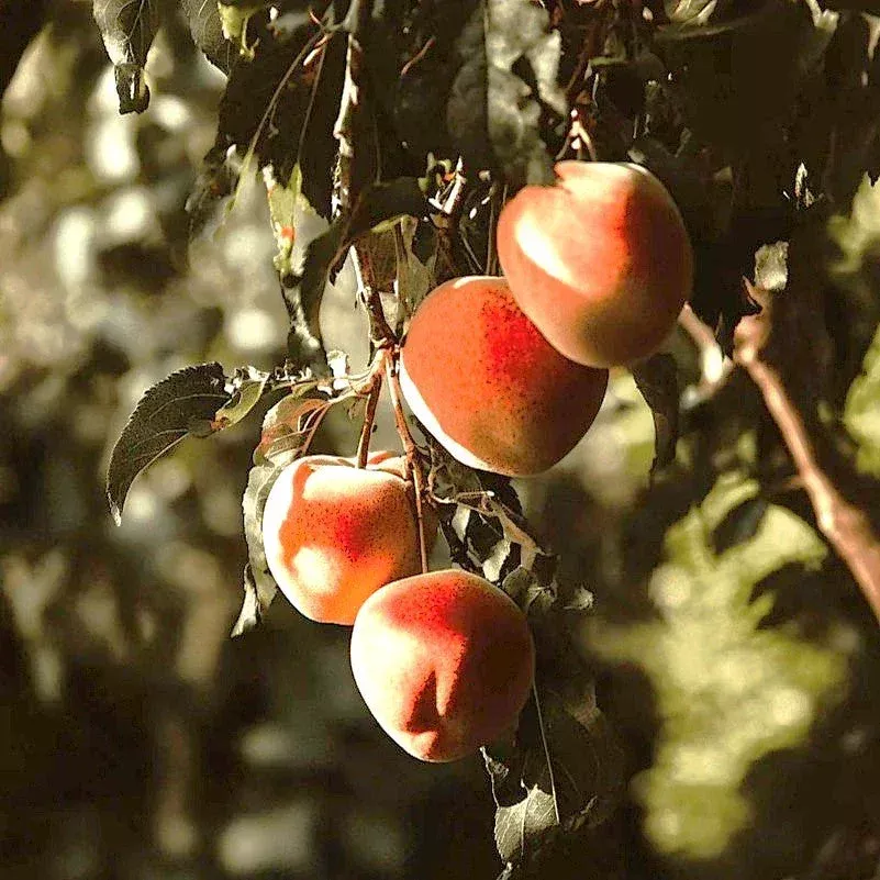 eva-s-pride-peach-tree Eva's Pride Peach Tree