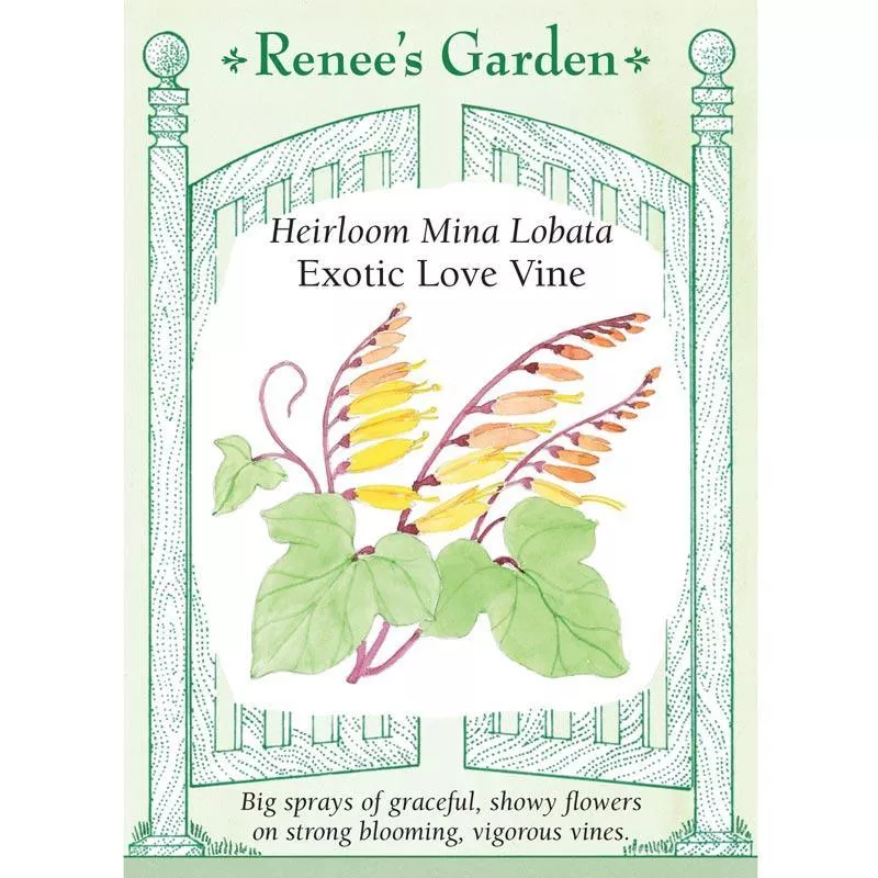 exotic-love-vine-heirloom-mina-lobata-seeds ‘Exotic Love Vine’ Heirloom Mina Lobata Seeds