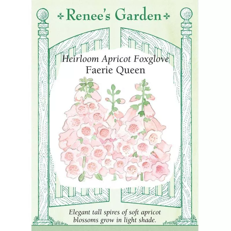 faerie-queen-heirloom-apricot-foxglove-seeds ‘Faerie Queen’ Heirloom Apricot Foxglove Seeds