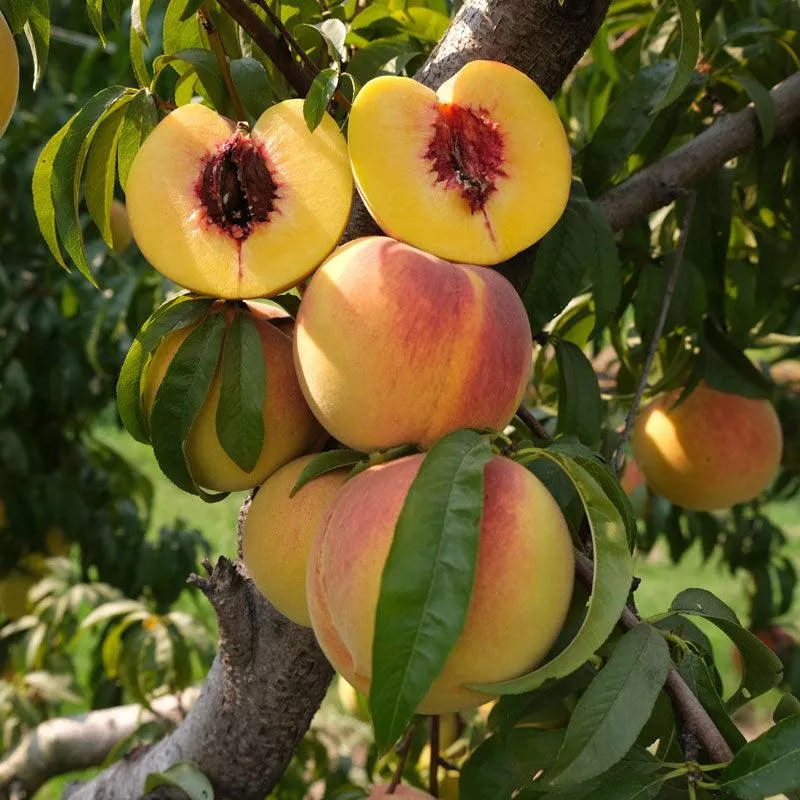 fairtime-peach-tree Fairtime Peach Tree