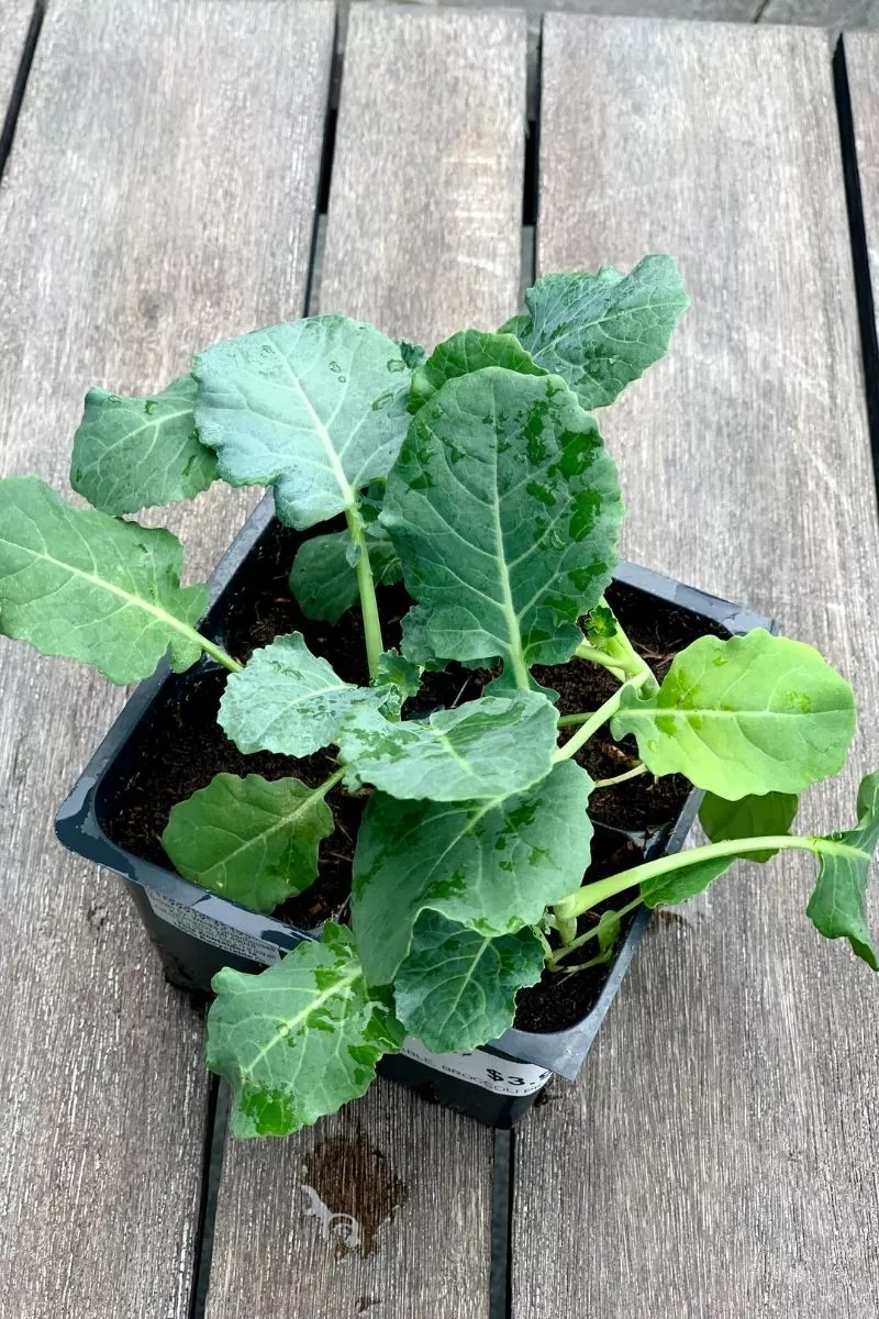 fall-vegetable-broccoli-pk Fall Vegetable, Broccoli Pk