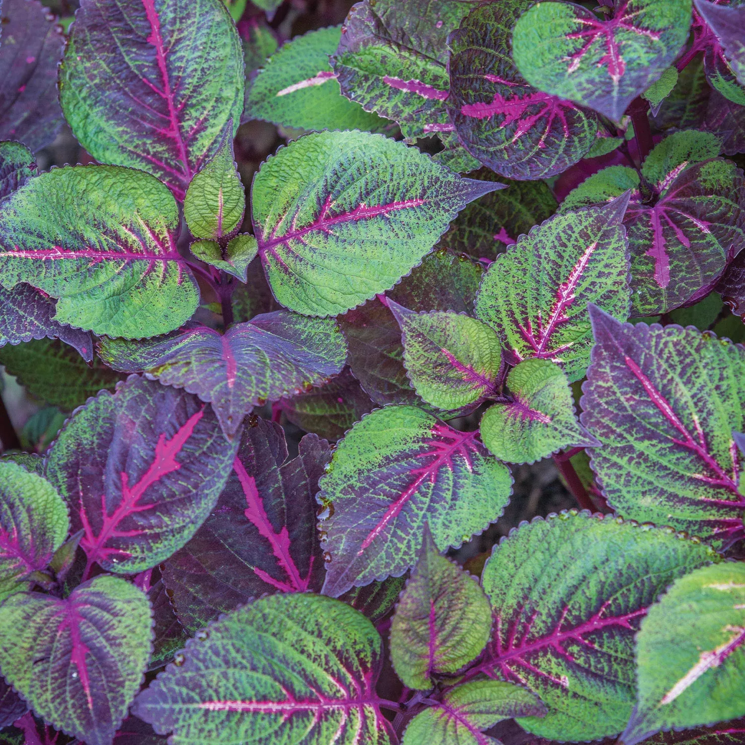fantasy-perilla-plants Fantasy Perilla Plants