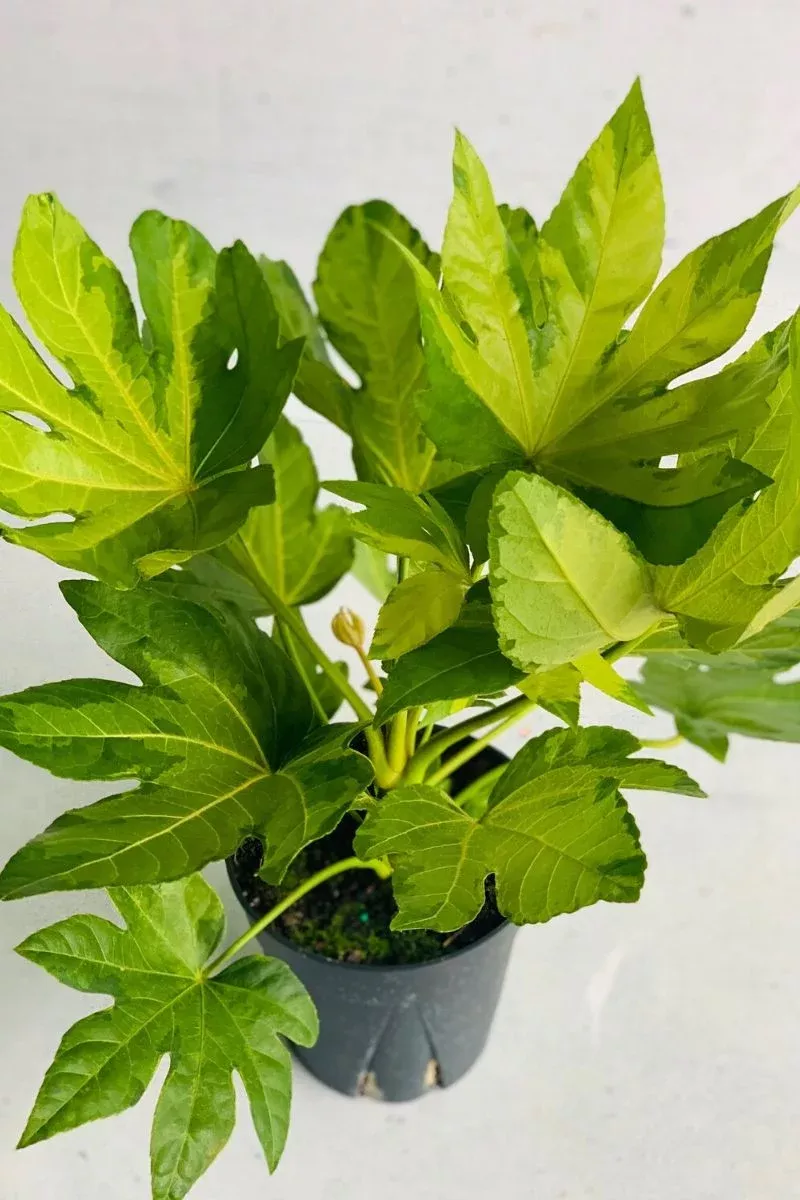 fatsia-japanese-camouflage Fatsia Japanese Camouflage