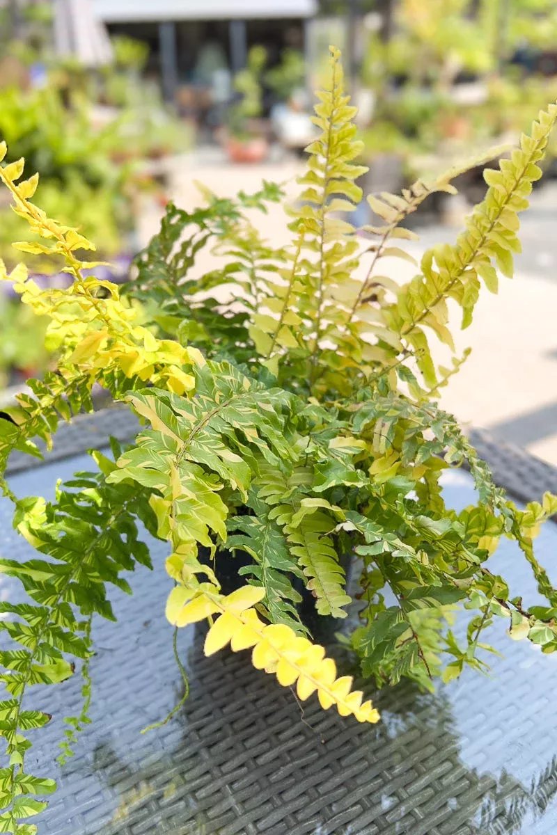 fern-boston-variegated Fern Boston Variegated
