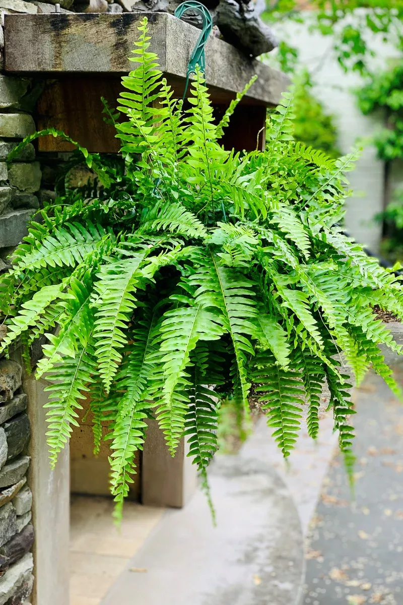 fern-boston Fern Boston