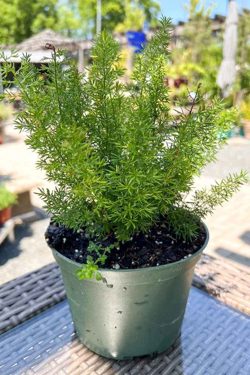 fern-foxtail Fern Foxtail