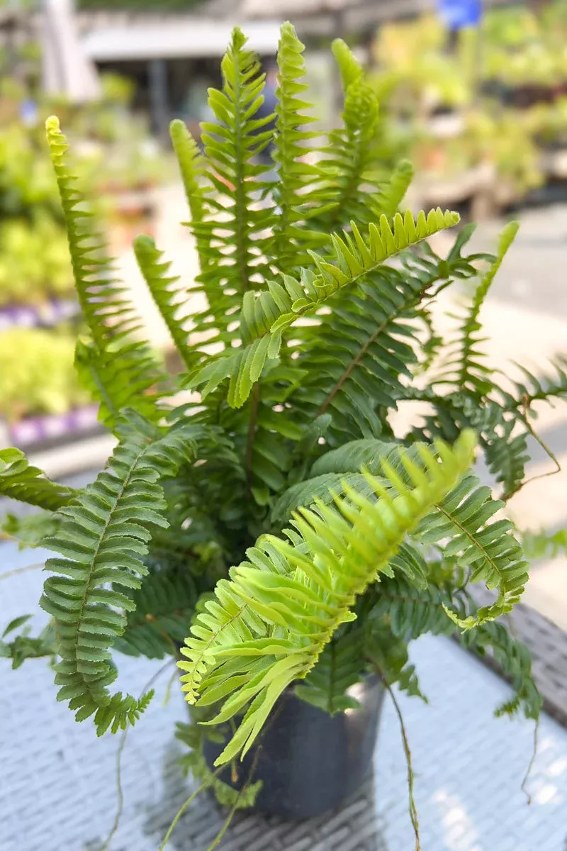 fern-kimberly-queen Fern Kimberly Queen
