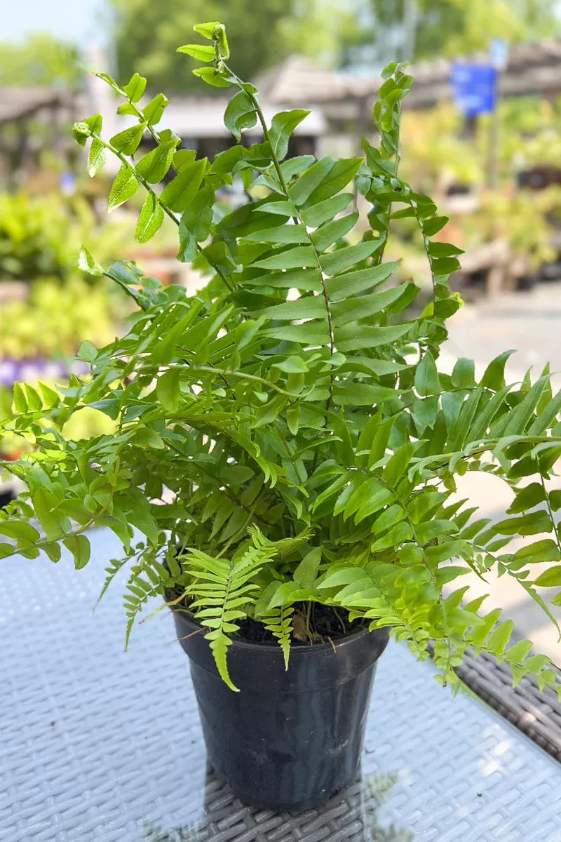 fern-macho Fern Macho