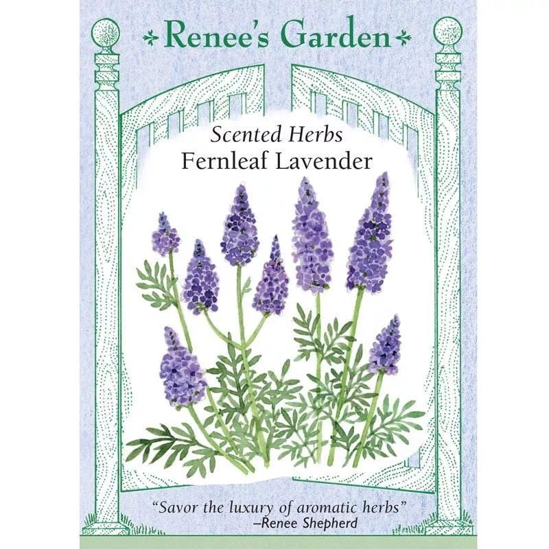 fernleaf-lavender-butterfly-herb-seeds ‘Fernleaf Lavender’ Butterfly Herb Seeds
