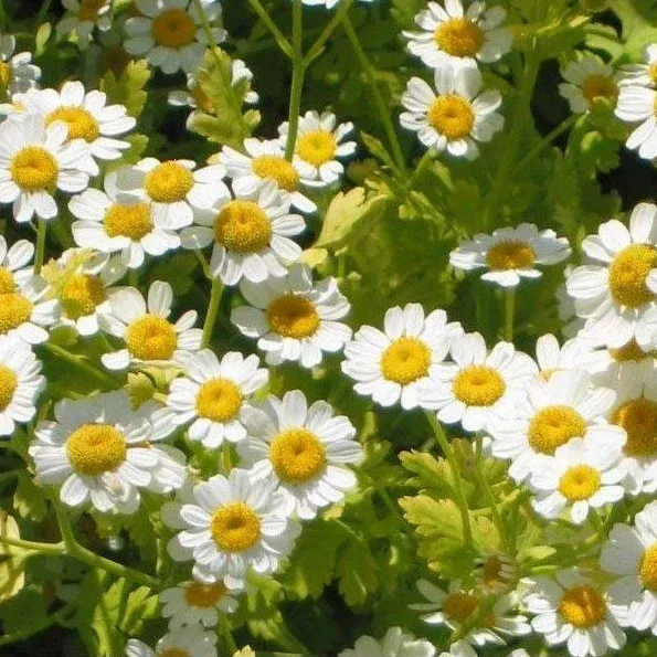 feverfew-seeds-organic Feverfew Seeds (Organic)