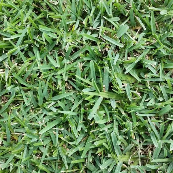 floratam-st-augustine-grass-plugs Floratam St Augustine Grass Plugs