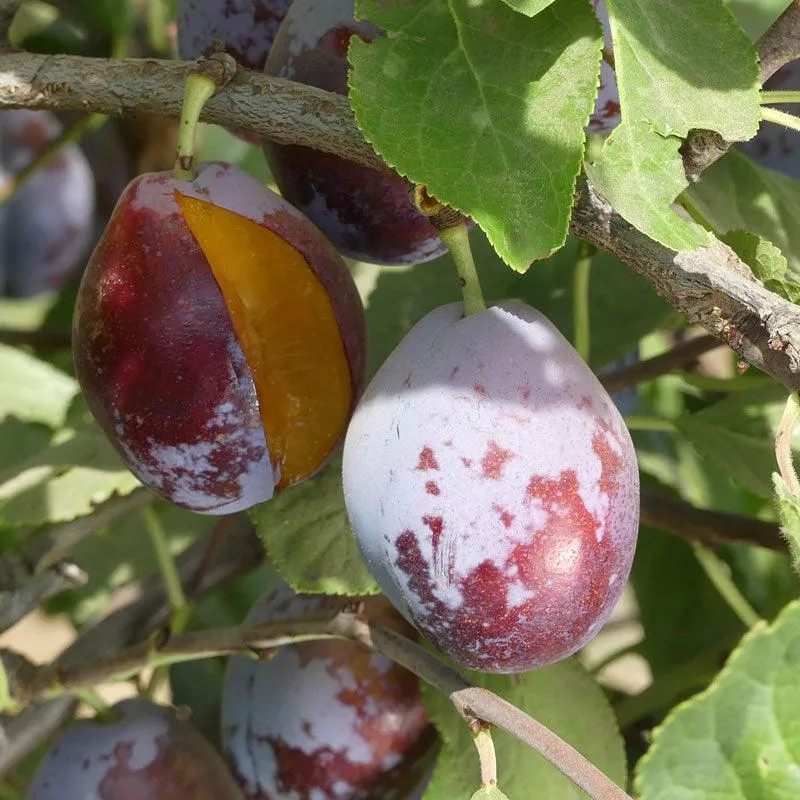 french-improved-prune-tree French Improved Prune Tree