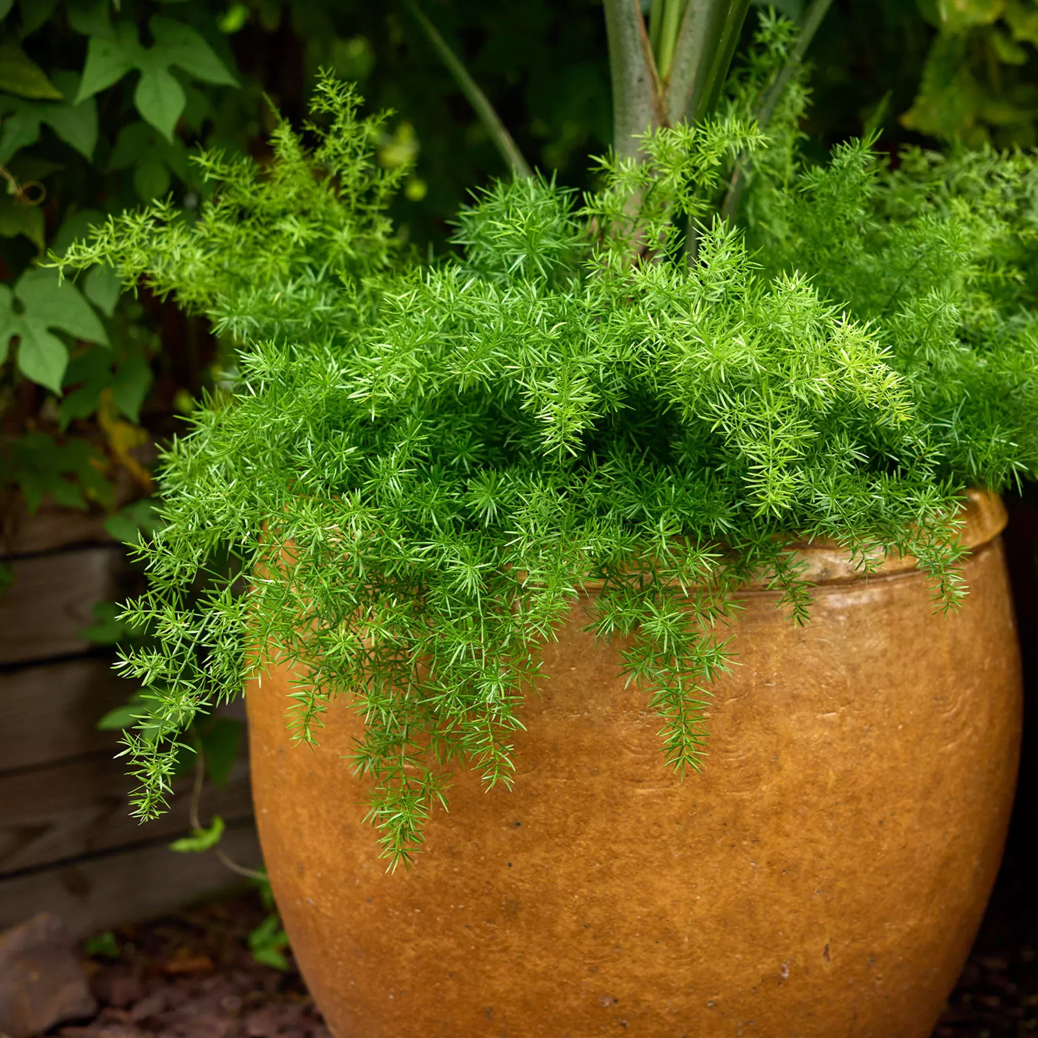 fuzzyfern-frizz-asparagus-fern-seeds-plants FuzzyFern Frizz Asparagus Fern Seeds & Plants