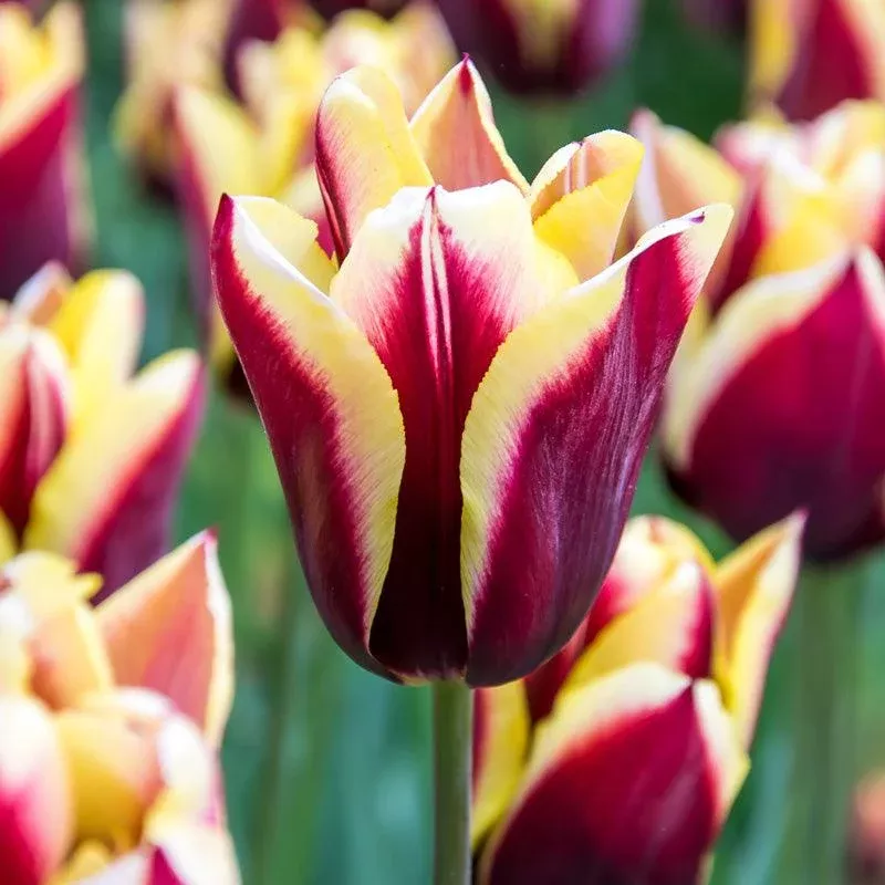 gavota-triumph-tulip-bulbs-pack-8 "Gavota" Triumph Tulip Bulbs (Pack of 8)