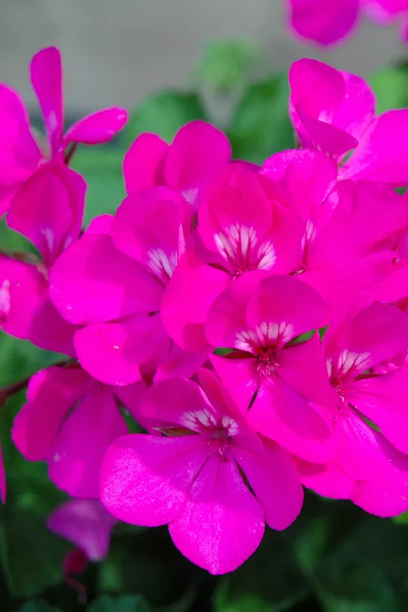 geranium-calie-lavender Geranium Calie Lavender