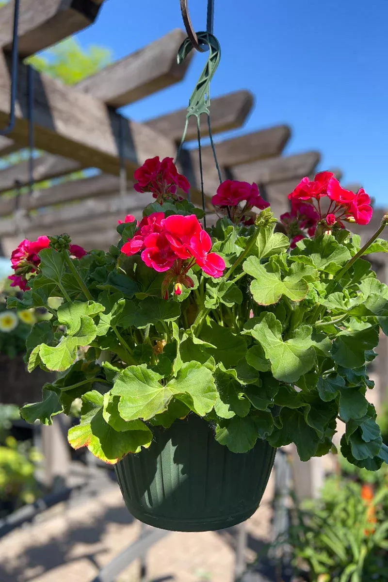 geranium-calliope-crimson-flame Geranium, Calliope Crimson Flame