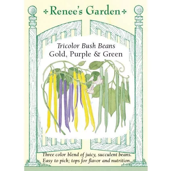 gold-purple-green-tricolor-bush-bean-seeds ‘Gold, Purple & Green’ Tricolor Bush Bean Seeds