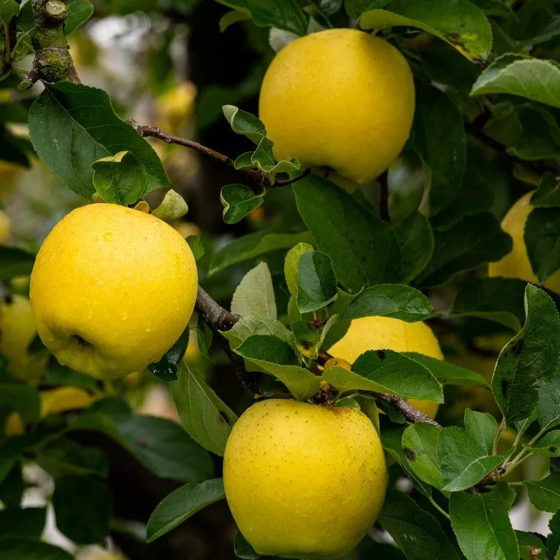 Golden Delicious Apple Tree