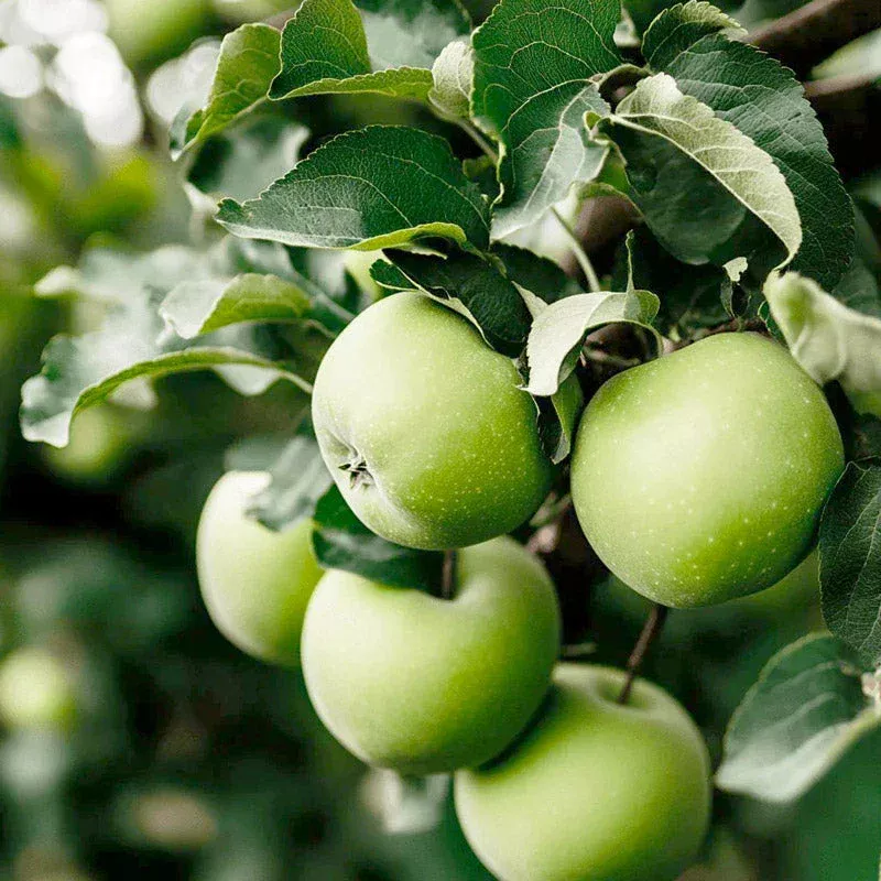 Granny Smith Apple Tree