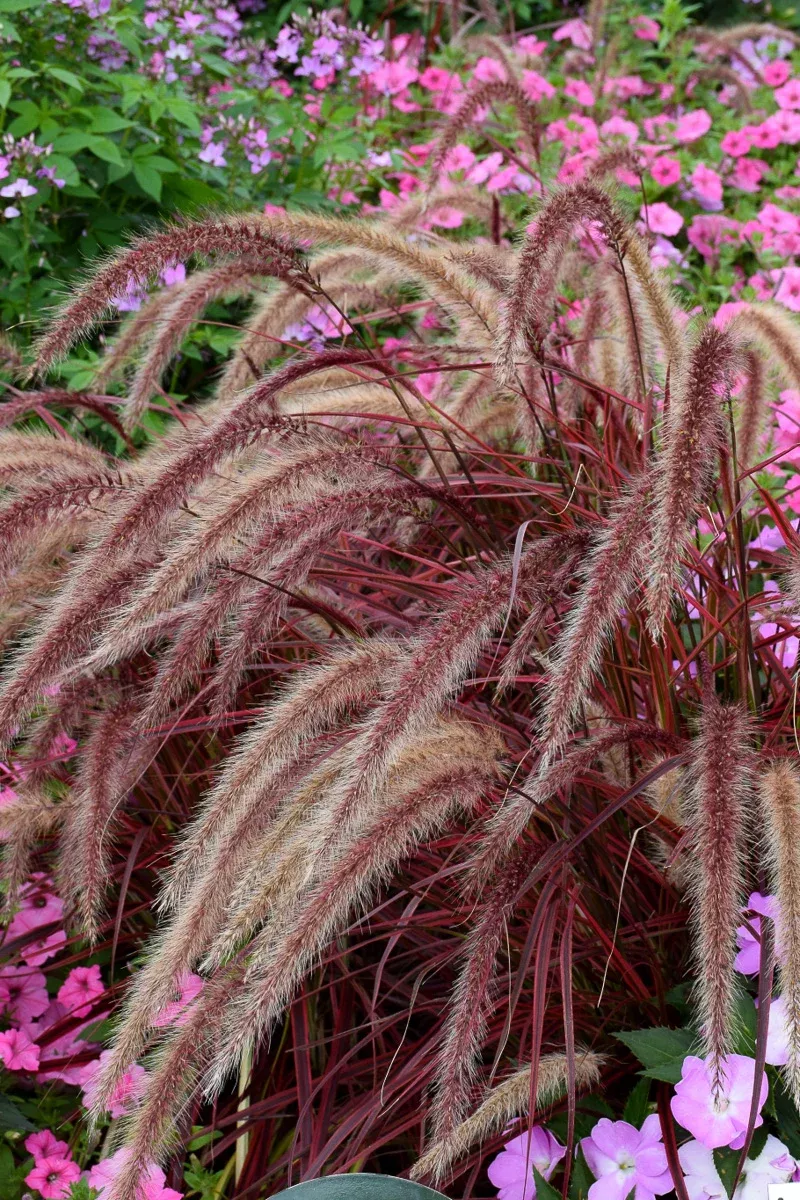 grass-fireworks Grass Fireworks