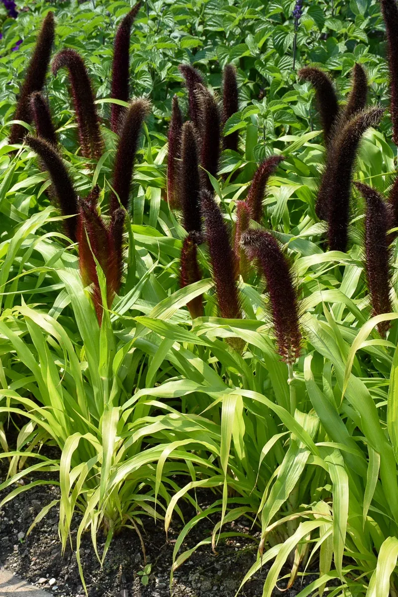 Grass Millet Jade Princess