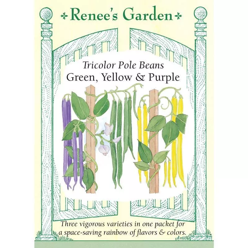 green-yellow-purple-tricolor-pole-bean-seeds ‘Green, Yellow & Purple’ Tricolor Pole Bean Seeds