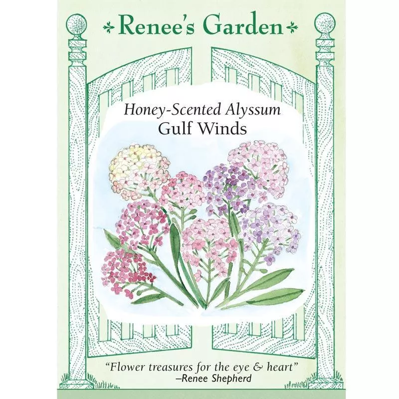 gulf-winds-honey-scented-alyssum-seeds ‘Gulf Winds’ Honey-Scented Alyssum Seeds
