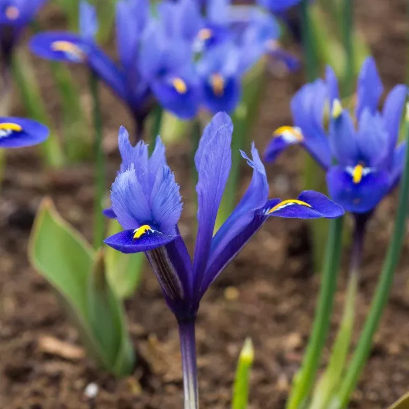 harmony-dwarf-iris-bulbs-pack-20 "Harmony" Dwarf Iris Bulbs (Pack of 20)